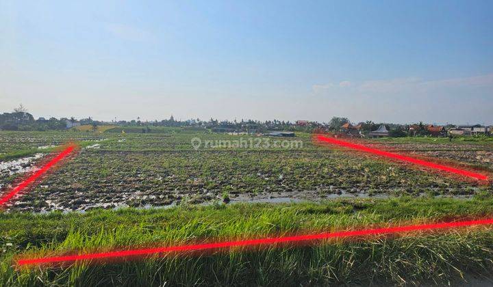 Disewakan Tanah Di Tengah Sawah Cocok Untuk Villa Dan Hotel 1