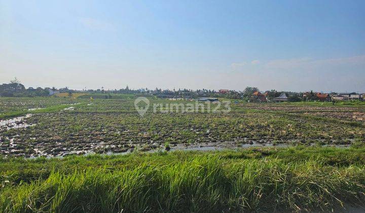 Disewakan Tanah Di Tengah Sawah Cocok Untuk Villa Dan Hotel 2