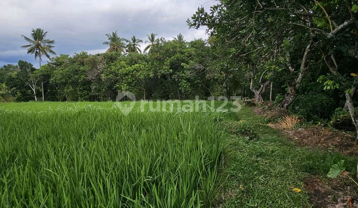 Tanah Sawah Produktif Dekat Dwngan Airport Yang Akan Di Bangun Tanah Sawah Produktif Dekat Dwngan Airport Yang Akan Di Bangun