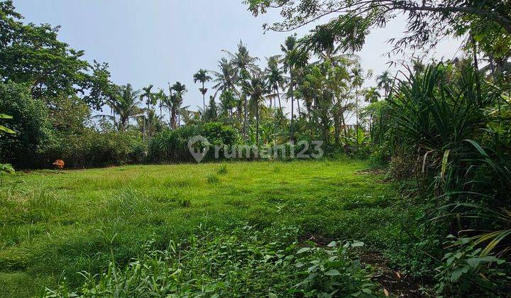 Land For Sale At Lovina Singaraja North BALI 2