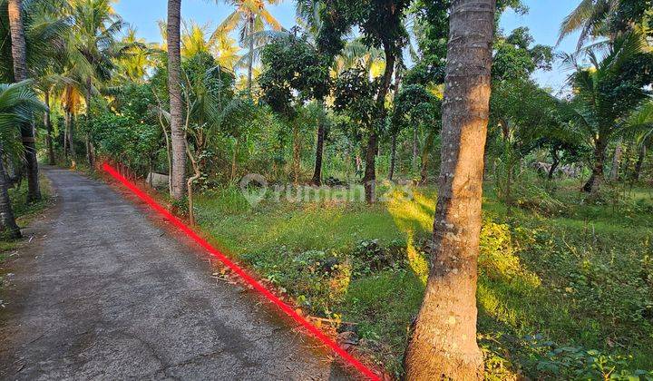 Coconut Grove Land For Sale Near Beach Only 80 Meters From Beach 1