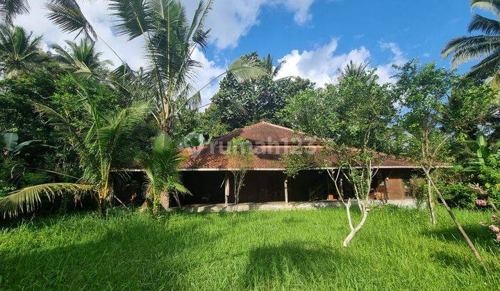 Freehold Land For Sale Bonus Joglo House In Penebel, Tabanan  2