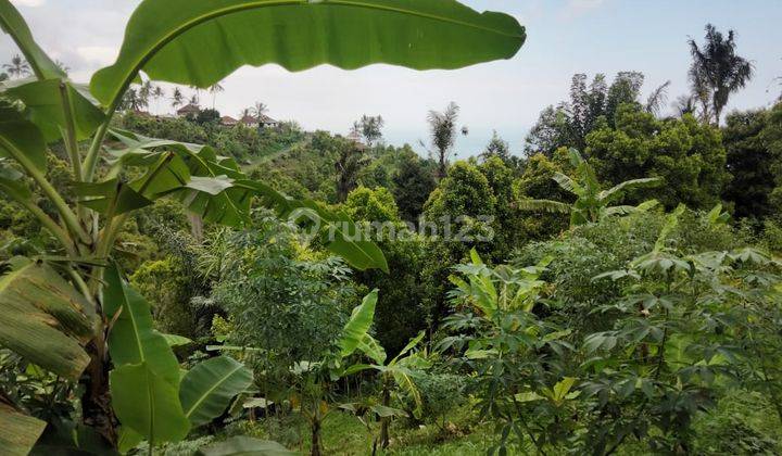 Dijual Cepat Tanah yang Berlokasi dekat Pantai Lovina Buleleng Singaraja 6