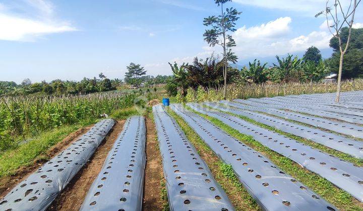 Tanah kebun strategis lokasi di Ciater dekat area villa dan tempat wisata  2