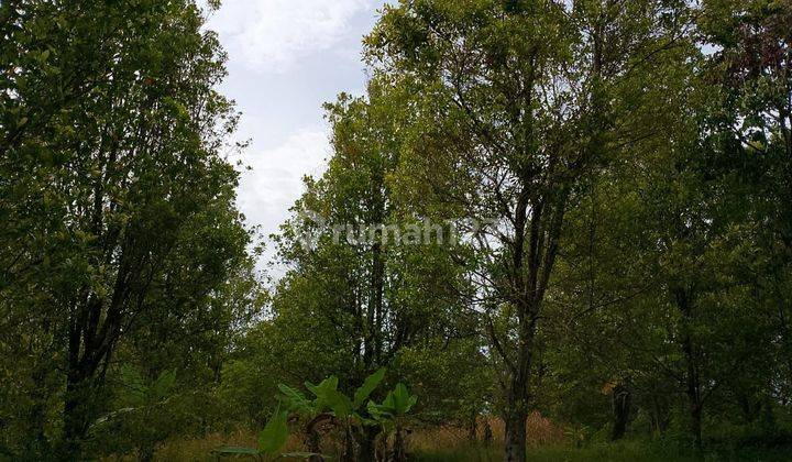 Kebun Cengkeh Yang Masih Aktif Di Cikelet Garut 2