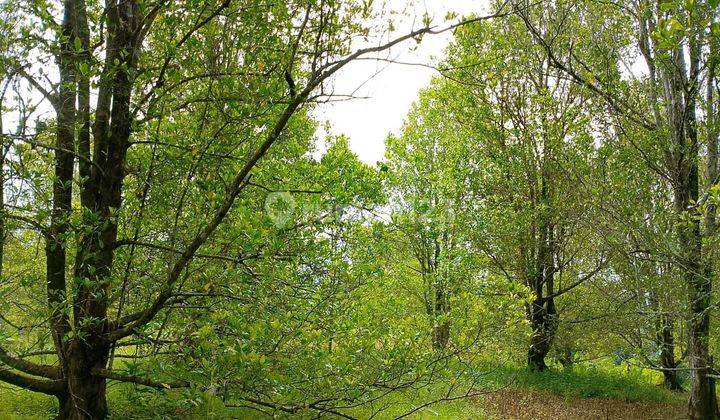 Kebun Cengkeh Yang Masih Aktif Di Cikelet Garut 1