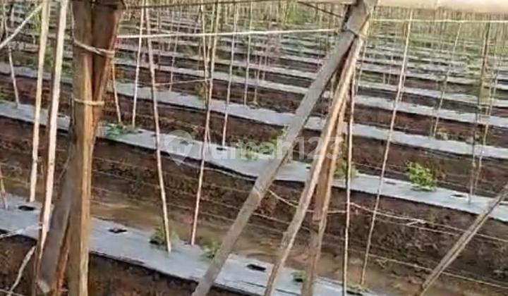 Tanah Kebun Sedang Berjalan Strategis di Jalan Bojong Tanjung Katapang