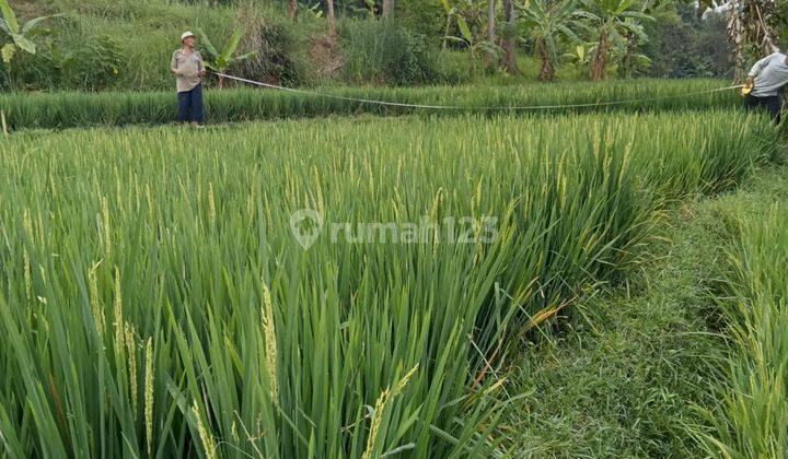 Tanah Kavling Gandeng di Cariu, Kabupaten Bogor 2