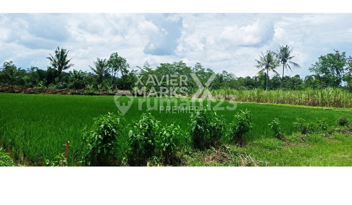 Tanah Sawah Dan Kering di Desa Jaruman Kec Wajak Malang  1