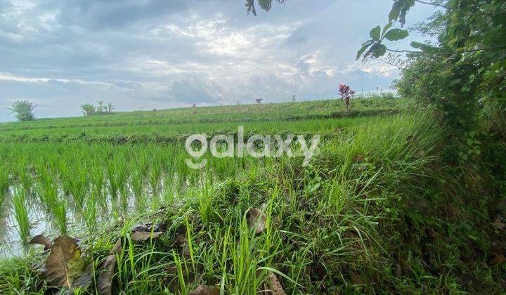 Tanah sawah siap jadi kebun area singosari dekat tol dan pasar 1