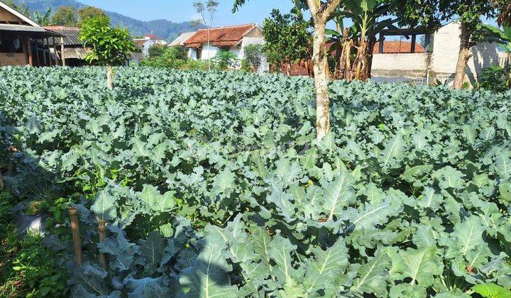 Tanah murahcocok untuk kebun atau vila bonus saung di Lembang  1