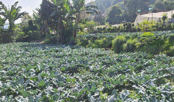 Tanah murahcocok untuk kebun atau vila bonus saung di Lembang  2