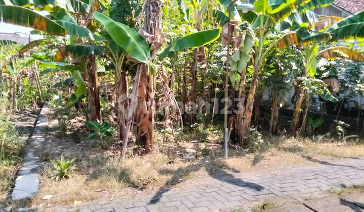 Di Jual Tanah Murah Siap Bangun Di Peduungan