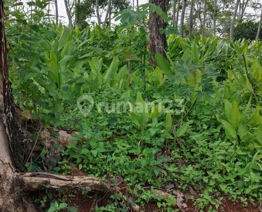 Di Jual Tanah Siap Bangun Di Tembalang Dekat Undip 1