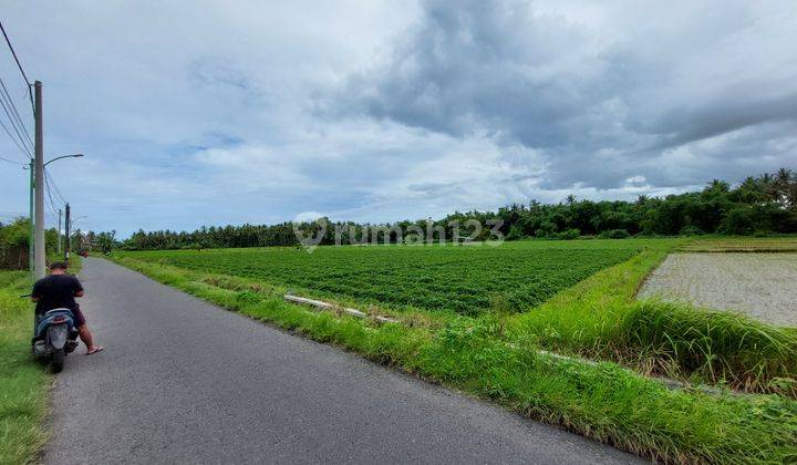 Jual Cepat Sawah Produktif Di Pinggir Jalan Aspal Banyuwangi Kota 1