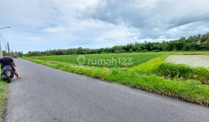 Jual Cepat Sawah Produktif Di Pinggir Jalan Aspal Banyuwangi Kota 2