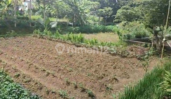 Tanah Luas Cocok untuk Dibuat Villa atau Kebun Cijambe Kab Subang