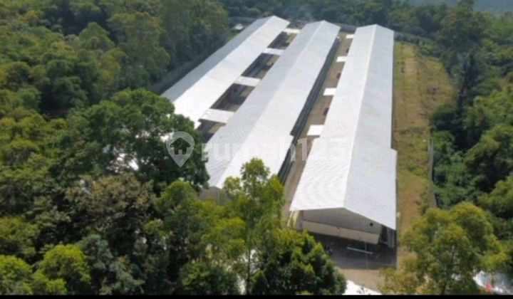 Modern Broiler Farm Strategically Located in Garut