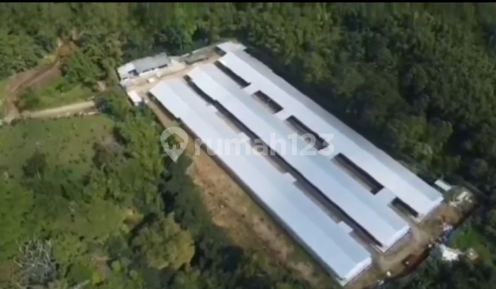 Modern Broiler Farm Strategically Located in Garut