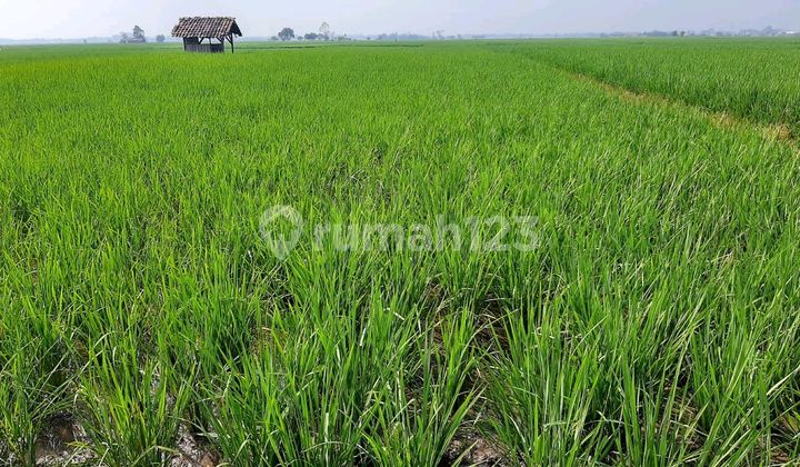 Dijual Tanah Sawah Aktif Cocok Untuk Investasi