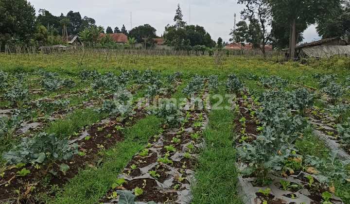 Jual Tanah Matang Jl Kayu Ambon Lembang Bandung