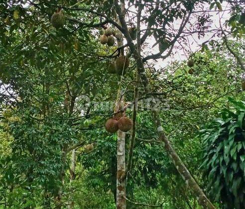 Tanah Luas Bonus Kebun Buah Durian di Parung Kuda, Sukabumi 1