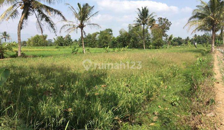 Dijual cepat tanah SHM sawah harga murah di mungkid Magelang dekat candi Borobudur  3
