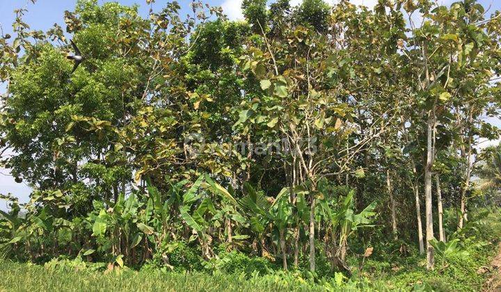 Dijual cepat tanah SHM sawah harga murah di mungkid Magelang dekat candi Borobudur  4