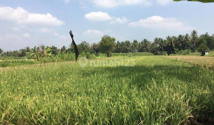 Dijual cepat tanah SHM sawah harga murah di mungkid Magelang dekat candi Borobudur  5