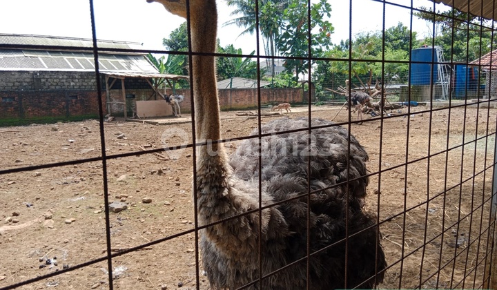 Rumah Ala Lombok Sejuk Asri di Ciampea Bogor 8