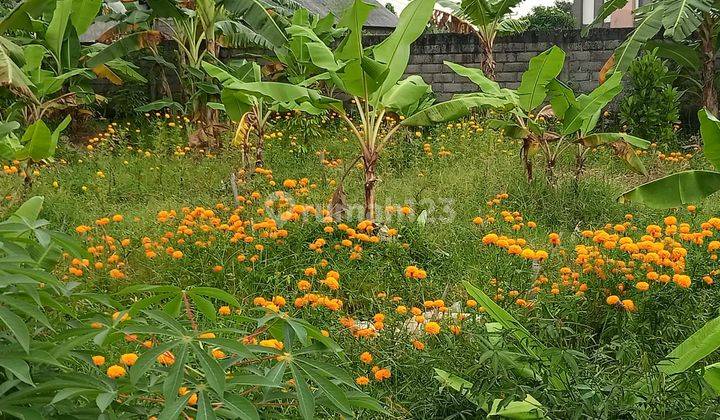 Tanah Sewa area Dalung sangat cocok dibangun Villa atai rumah sewa 4