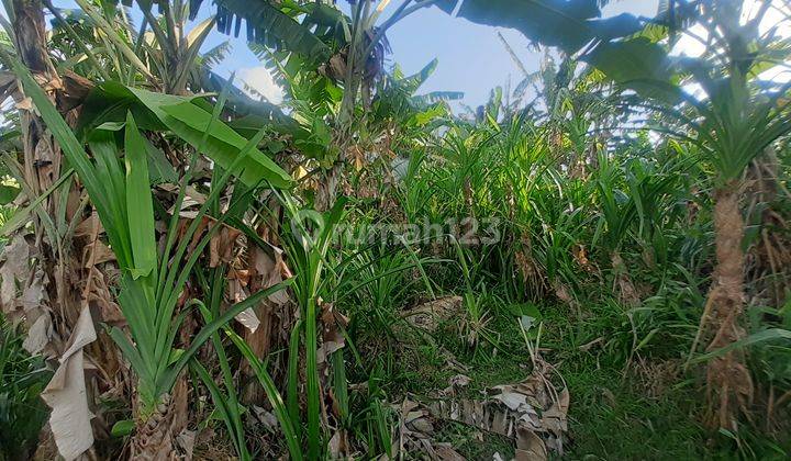 Disewakan tanah 1690 are lokasi strategis cocok untuk investasi di area Tibubeneng. 6