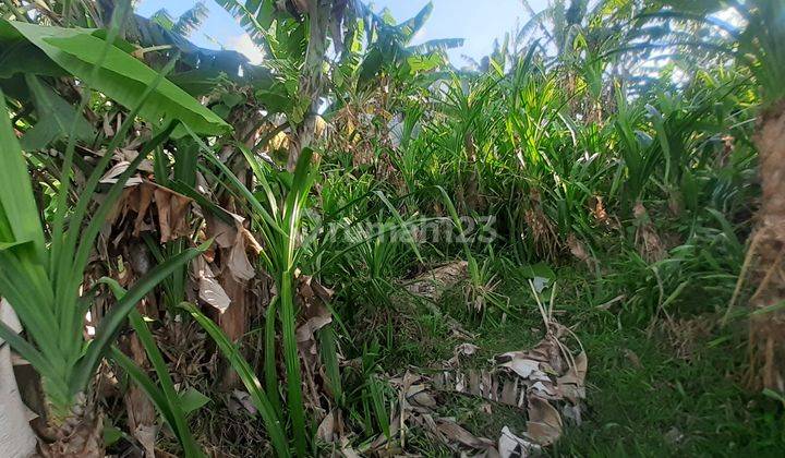 Disewakan tanah 1690 are lokasi strategis cocok untuk investasi di area Tibubeneng. 9