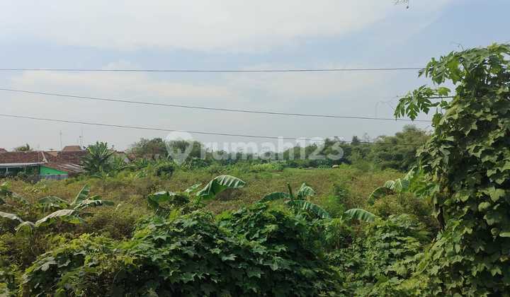 Jual Cepat Prospek Tanah Wanguk Haurgeulis Pinggir Jalan Raya Jual Cepat Prospek Tanah Wanguk Haurgeulis Pinggir Jalan Raya