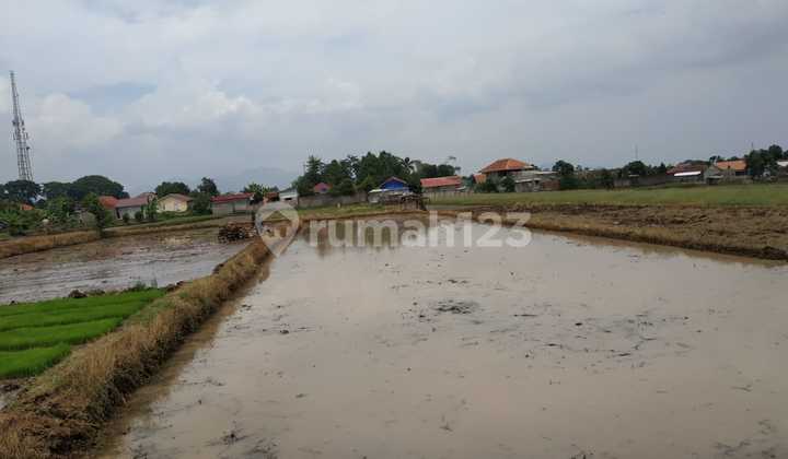 Hot Offer Cheap Rice Field Land 3443m2 In Warungkondang Cianjur Hot Offer Cheap Rice Field Land 3443m2 In Warungkondang Cianjur