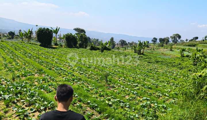 Quick Spacious Comfortable Land In Pasir Kampung Cipanas