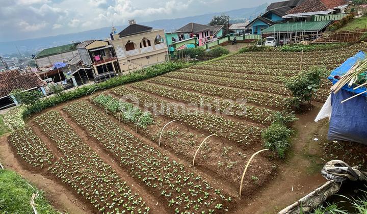 Strategic Land Fast Satisfying View in Cipanas Puncak Strategic Land Fast Satisfying View in Cipanas Puncak