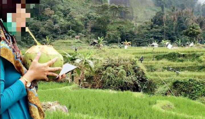 Viral Tanah Murah Di Lokasi Abah Jajang Curug Citambur Cianjur