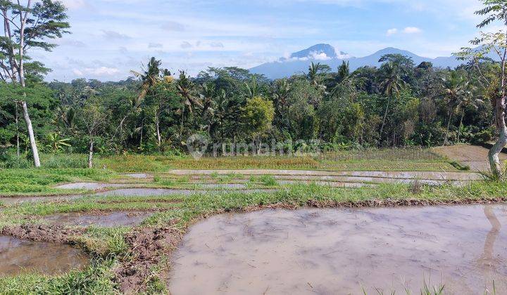 Tanah Sawah Murah Bawah Harga Pasar di Tabanan Bali 1