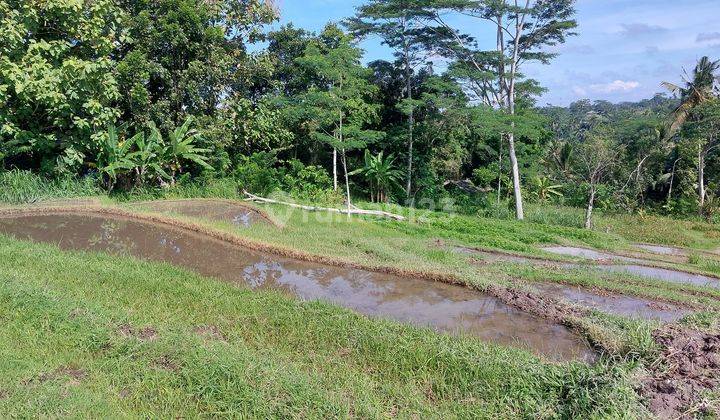 Tanah Sawah Murah Bawah Harga Pasar di Tabanan Bali 2