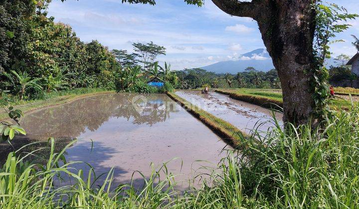 Tanah Sawah Murah Bawah Harga Pasar di Tabanan Bali 2