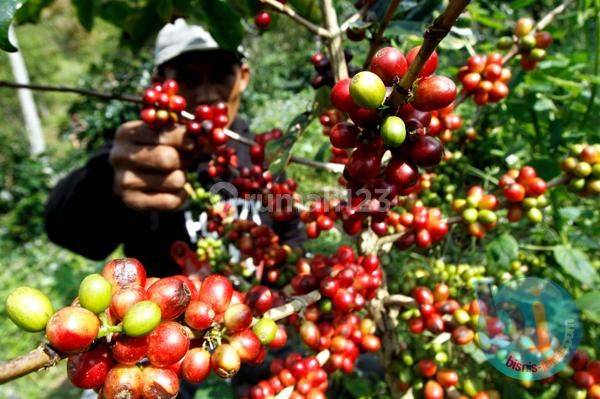 Tanah Kebun SHM Murah Pinggir Jalan Dijual Bu di Bali Utarar 1