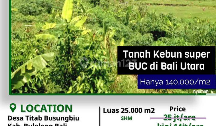 Tanah Kebun Murah 30.000m2 Dijual Bawah Pasar di Singaraja 2