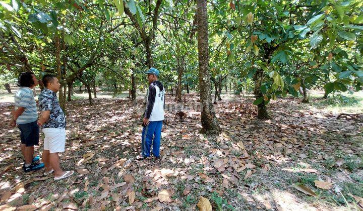 Tanah Kebun Murah 30.000m2 Dijual Bawah Pasar di Singaraja 1