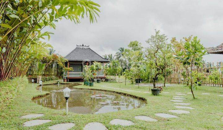 Cheap Down Market Villa for Quick Sale Near Jatiluwih and Bedugul 1