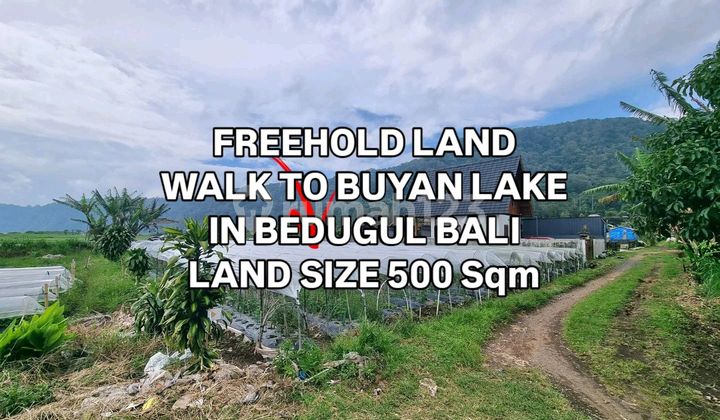 Tanah Murah Jalan Kaki ke Danau Buyan Pancasari Bedugul Bali Tanah Murah Jalan Kaki ke Danau Buyan Pancasari Bedugul Bali