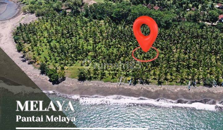 Beachfront Land In Melaya Beach Jembrana Bali 1