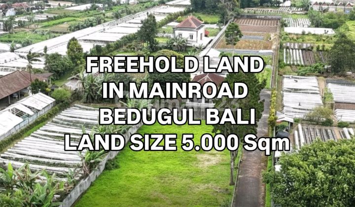 Tanah di Jalan Utama Bedugul 500M Dari Bali Handara Bedugul Bali Tanah di Jalan Utama Bedugul 500M Dari Bali Handara Bedugul Bali