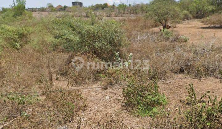 Kutuh – Prime Main Road Land 65 Are Pink Zone 