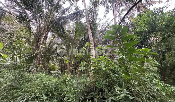 Saba – Freehold Land Near The Beach in Saba